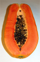 Papaya