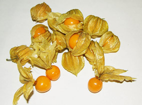 Physalis