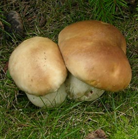 Steinpilze
