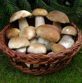 Steinpilze