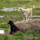 Huskys