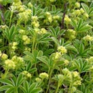 grönländische Vegetation