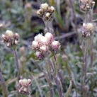 grönländische Vegetation
