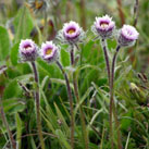 grönländische Vegetation