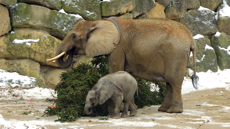 Afrikanische Elefanten