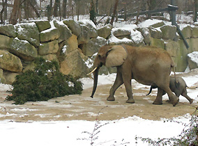 Afrikanische Elefanten