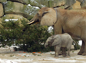 Afrikanische Elefanten