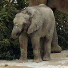 Afrikanische Elefanten