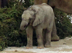 Afrikanische Elefanten