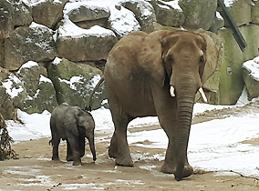 Afrikanische Elefanten