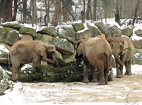 Afrikanische Elefanten