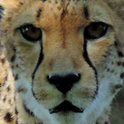 Gepard