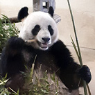 Gro�en Panda