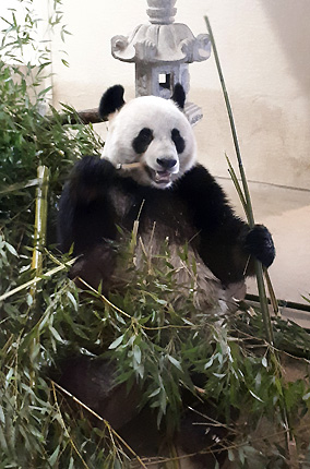 Gro�en Panda