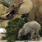 Afrikanische Elefanten