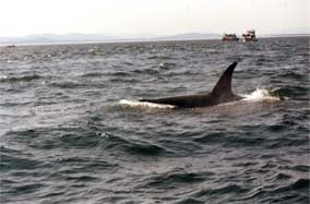 Whale Watching