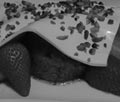 LIEBE GEHT DURCH DEN MAGEN: herzhafte Krenschaumsuppe (Meerrettichschaumsuppe) mit knusprigen Blunzenstangerl (Blutwurststangerl) – cremig & pikant zugleich!