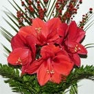 Amaryllis