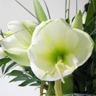 Amaryllis