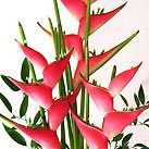 Heliconia Stricta