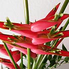 Heliconia Stricta
