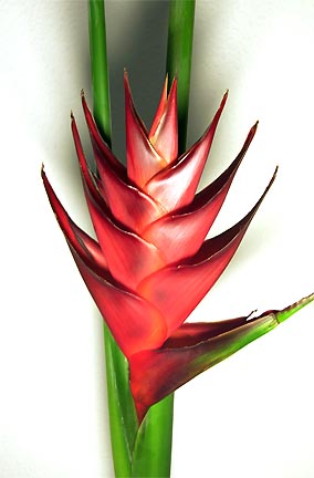 Heliconia Caribaea Purpurea
