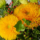 Sonnenblume